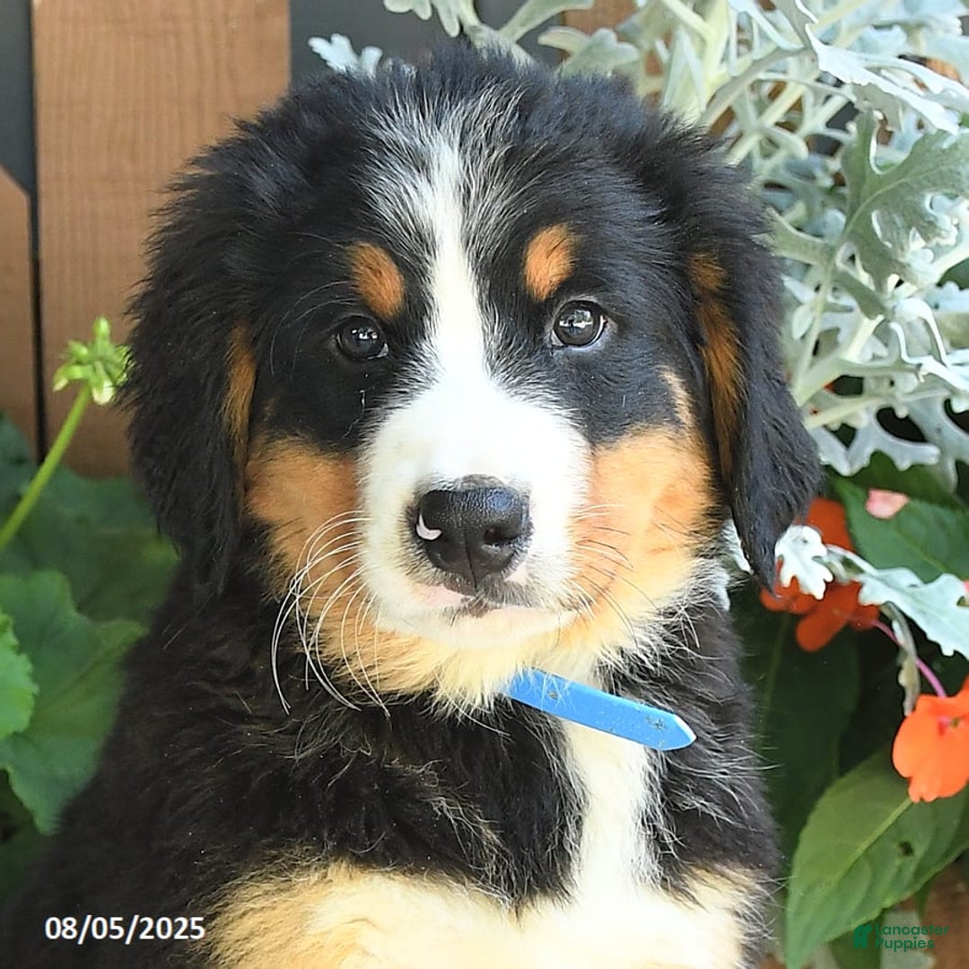 Bernese Mountain Dog dogs for sale: Max - Image 5