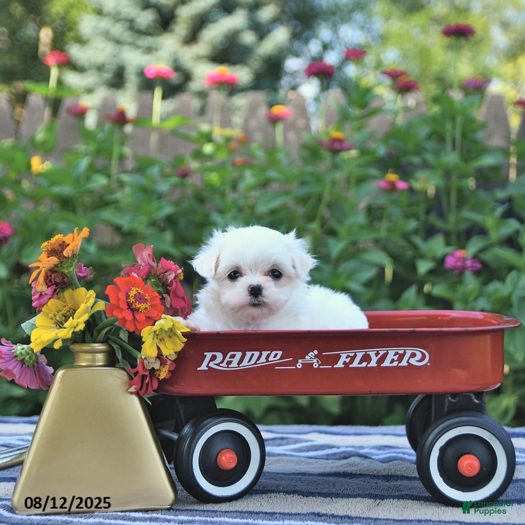 Maltese dogs for sale: Betsy Extra Small - Image 1