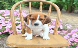 Beagle dogs for sale: Angela - Image 2