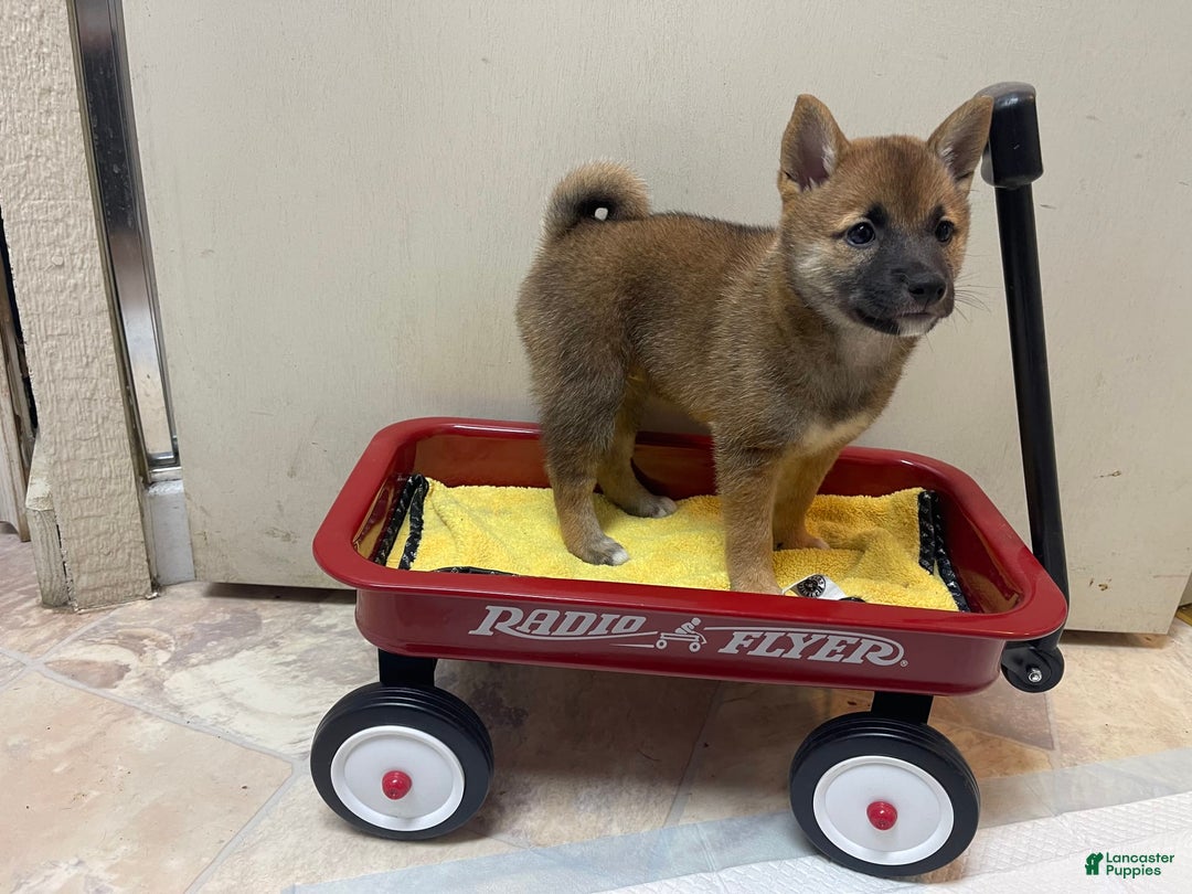 Shiba Inu dogs for sale: Dora - Image 1