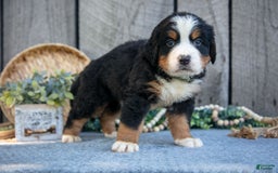 Bernese Mountain Dog dogs for sale: Boots - Image 2