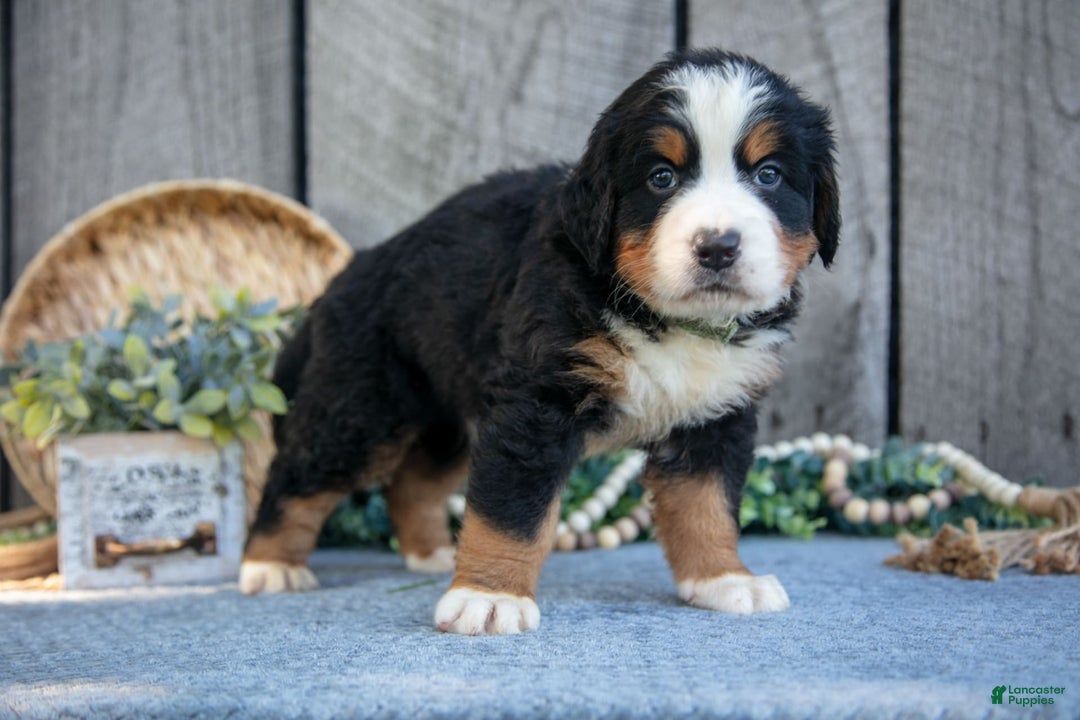 Bernese Mountain Dog dogs for sale: Boots - Image 2