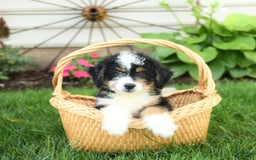 Mini Bernedoodle dogs for sale: Pepper - Image 2