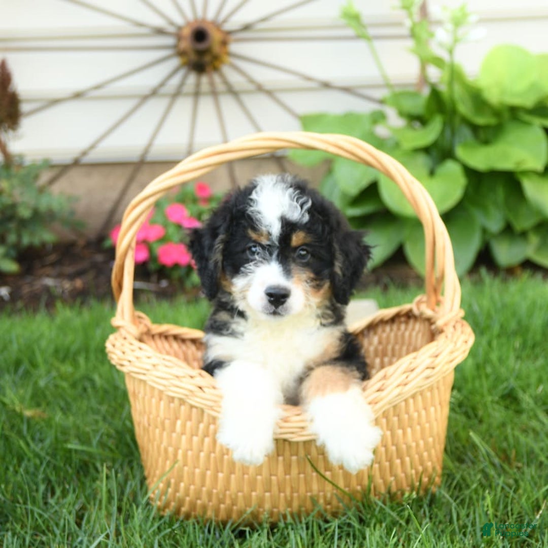 Mini Bernedoodle dogs for sale: Pepper - Image 2