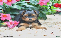Yorkiepoo dogs for sale: Pearly - Image 3