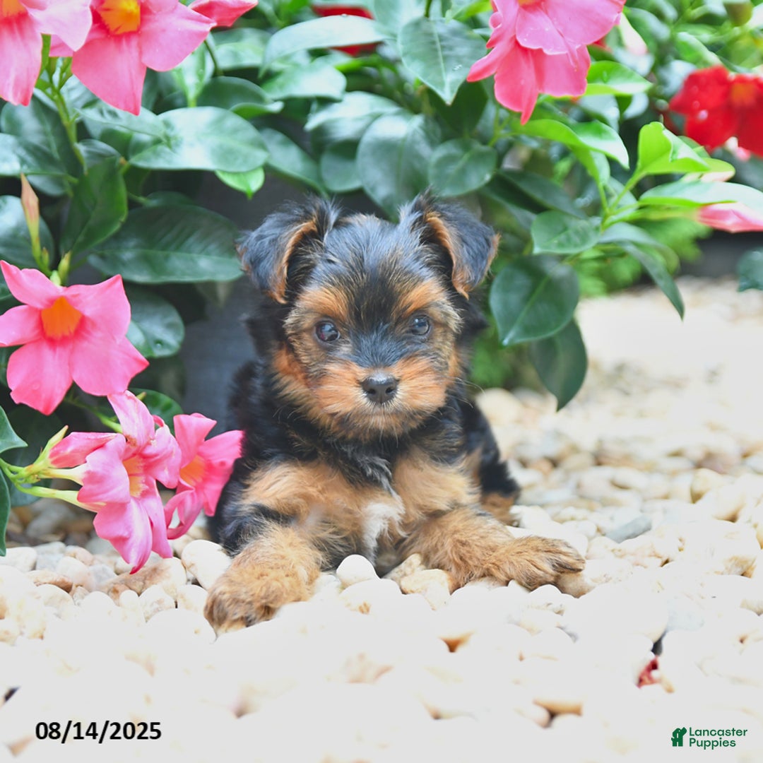 Yorkiepoo dogs for sale: Pearly - Image 3