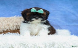 Shihpoo dogs for sale: King - Image 3