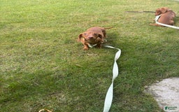 Dachshund dogs for sale: Toys - Image 5
