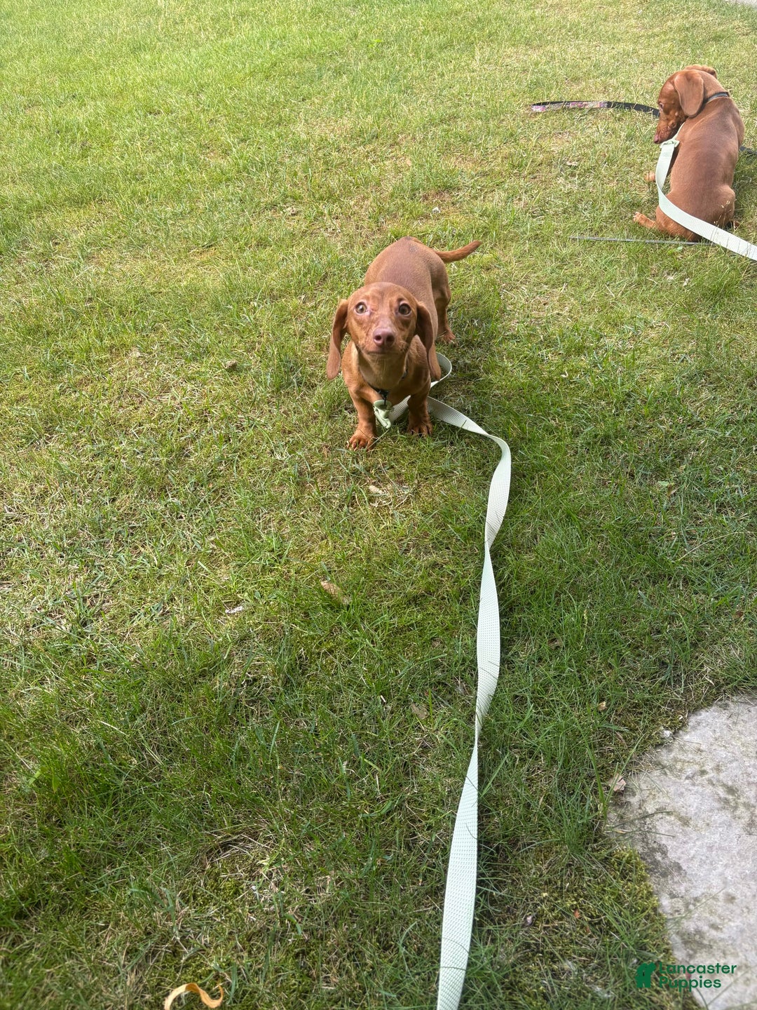Dachshund dogs for sale: Toys - Image 5