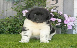 Newfoundland dogs for sale: Tank - Image 3