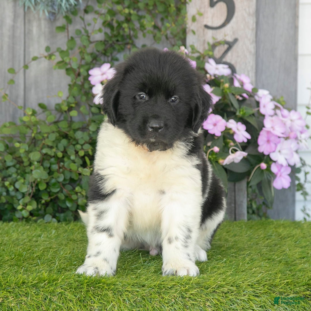 Newfoundland dogs for sale: Tank - Image 3