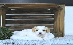 Cavapoo dogs for sale: Zilda - Image 1