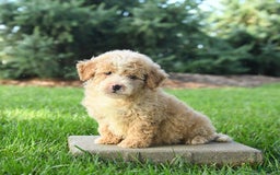 Mini Bernedoodle dogs for sale: Pluto - Image 4