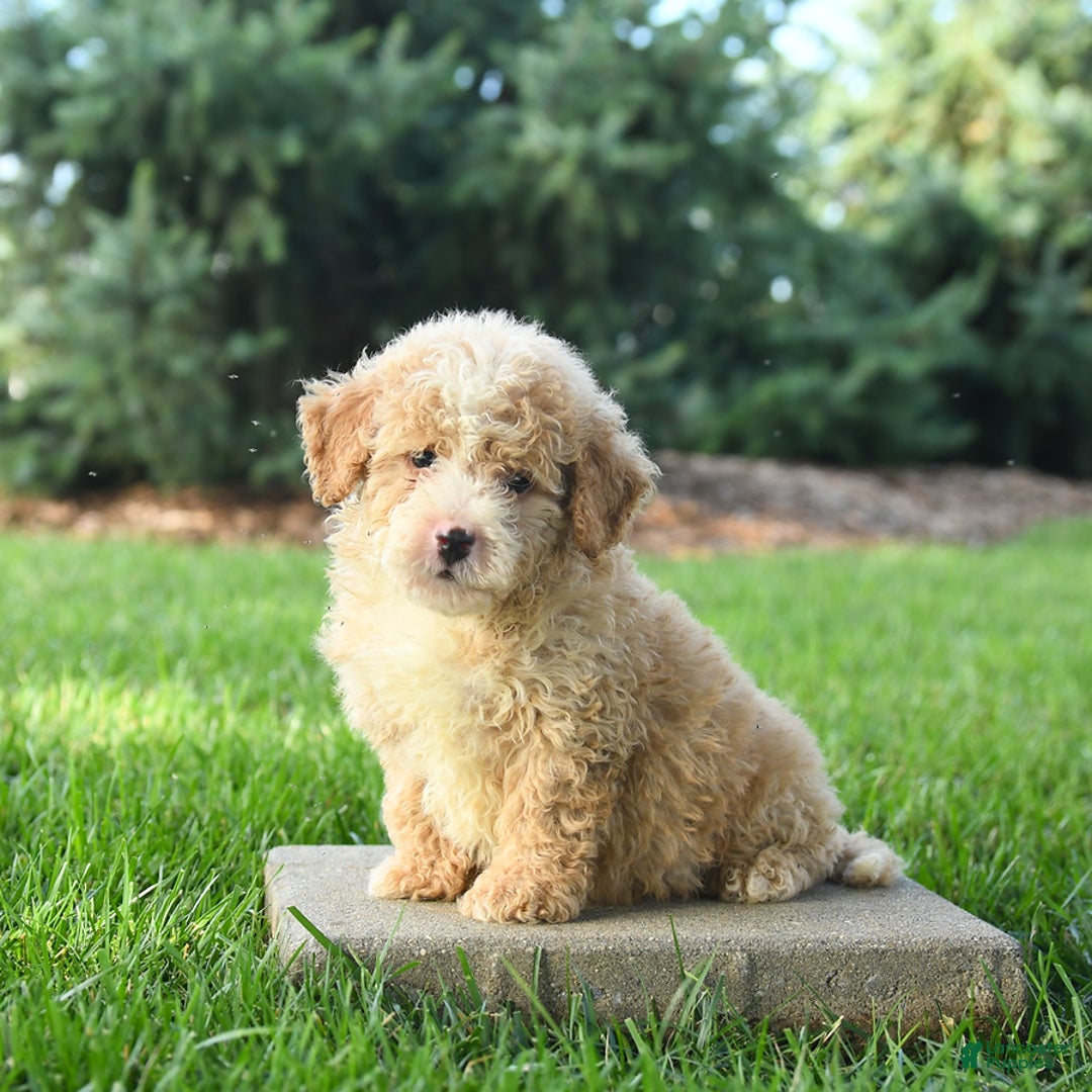 Mini Bernedoodle dogs for sale: Pluto - Image 4