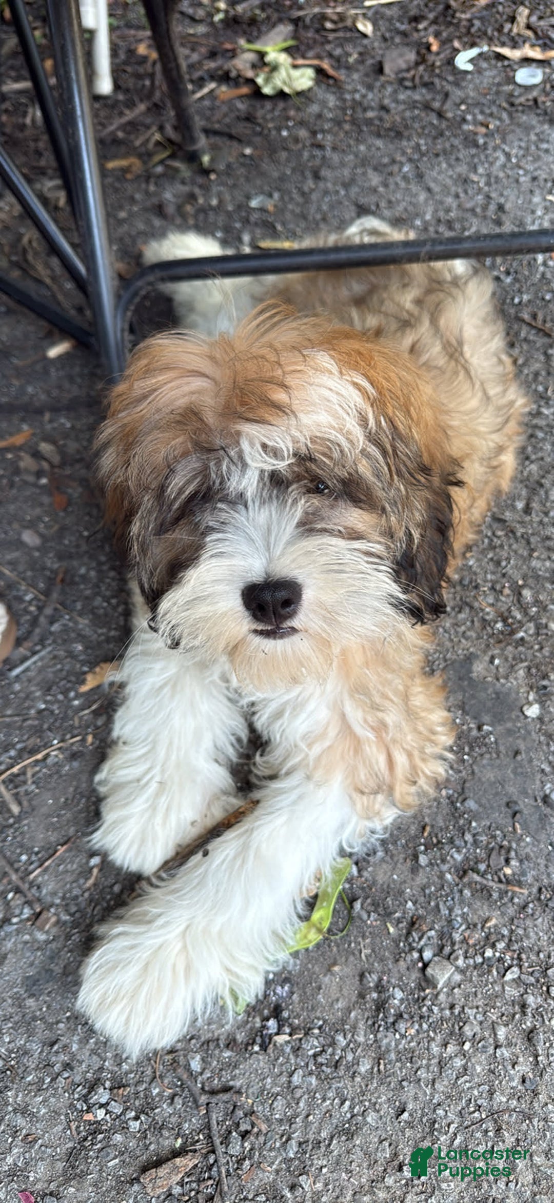 Shihpoo dogs for sale: Lilly - Image 1