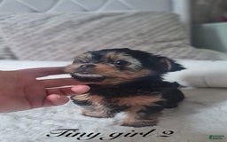 Yorkshire Terrier dogs for sale: Daisy - Image 2