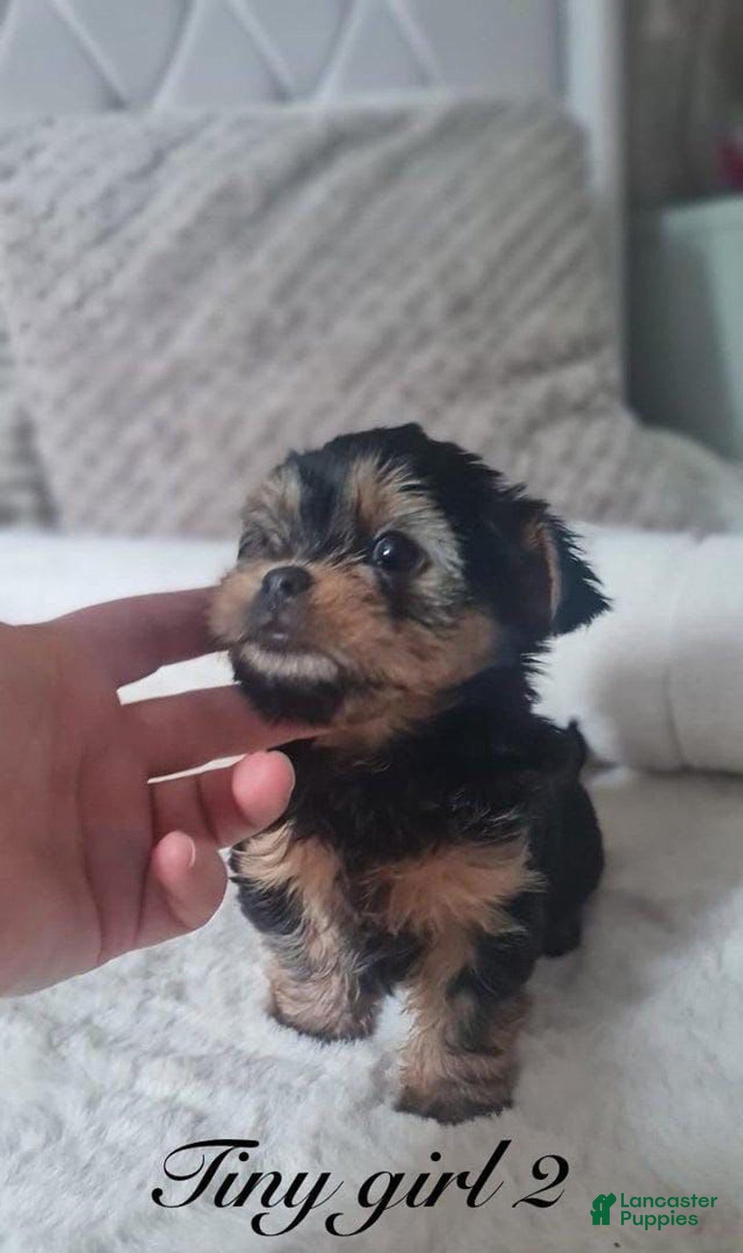 Yorkshire Terrier dogs for sale: Daisy - Image 2