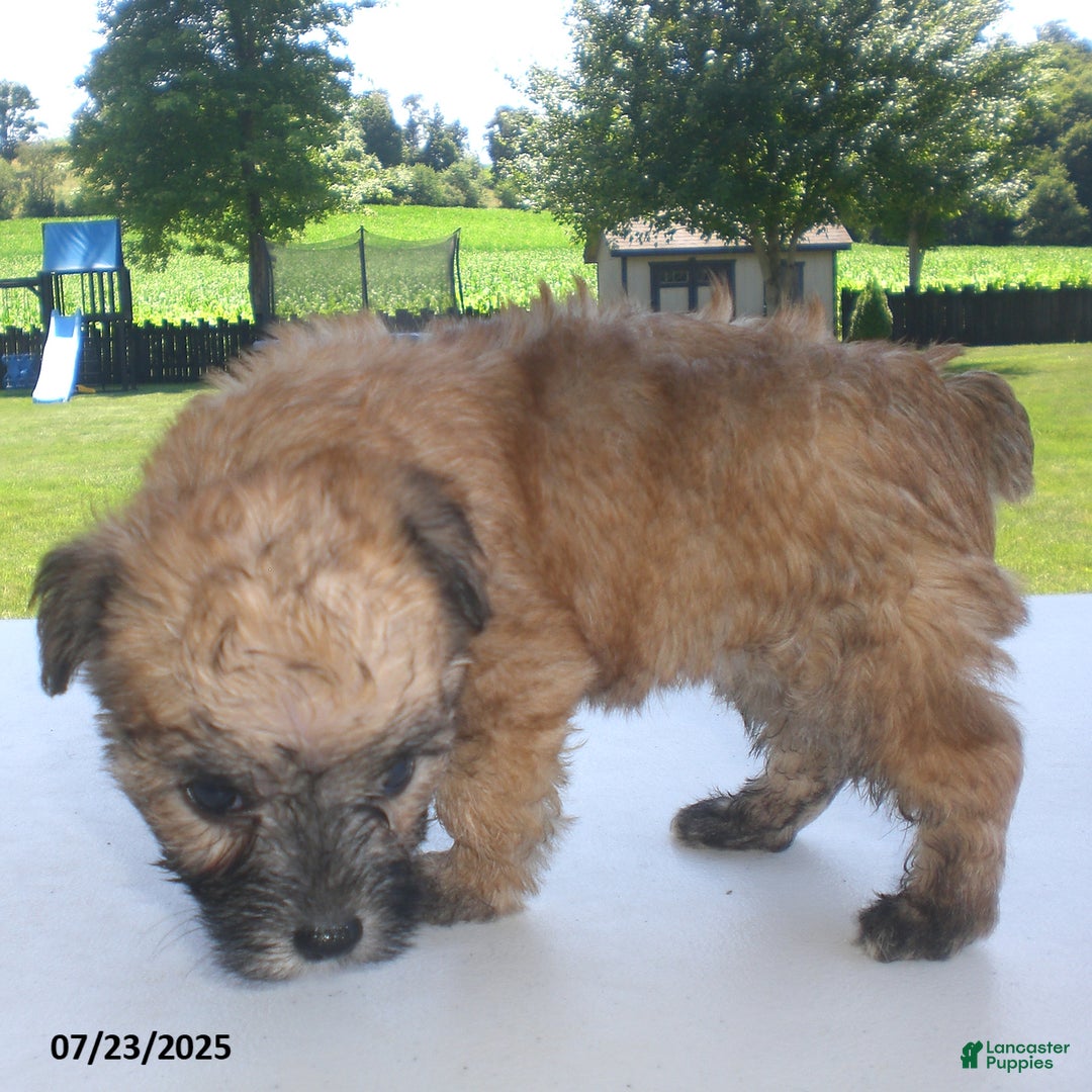 Yorkiepoo dogs for sale: Sally - Image 19