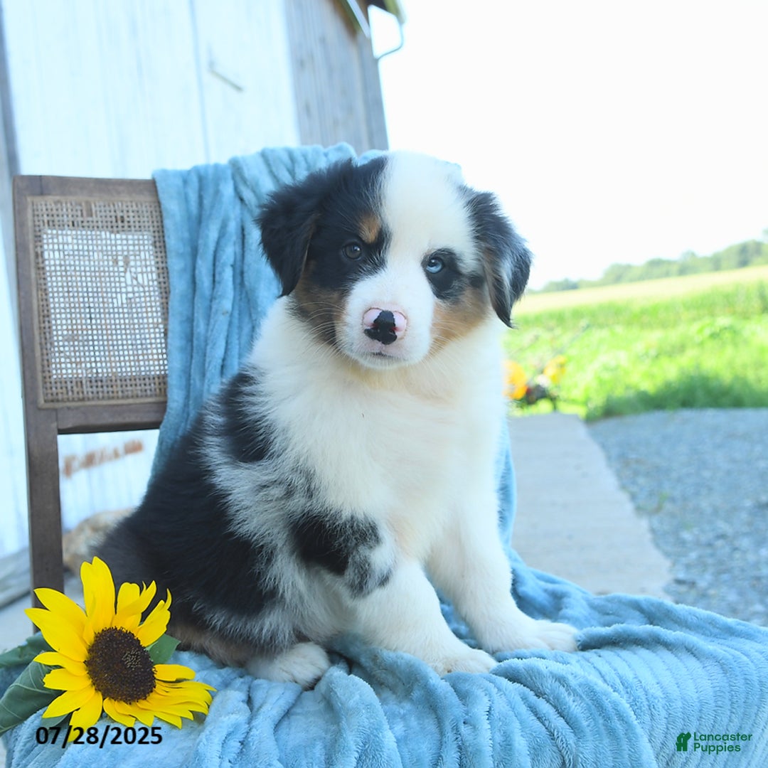 Australian Shepherd dogs for sale: Australian Shepherd 9 puppies - Image 8