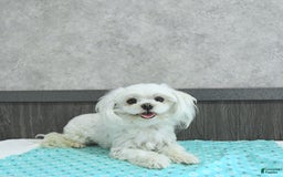 Maltipoo dogs for sale: Bella Extra Small - Image 22