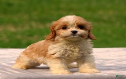 Cavachon dogs for sale: Andre - Image 3