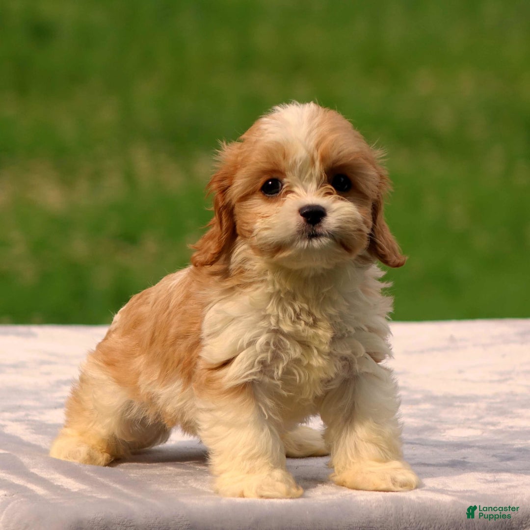 Cavachon dogs for sale: Andre - Image 3