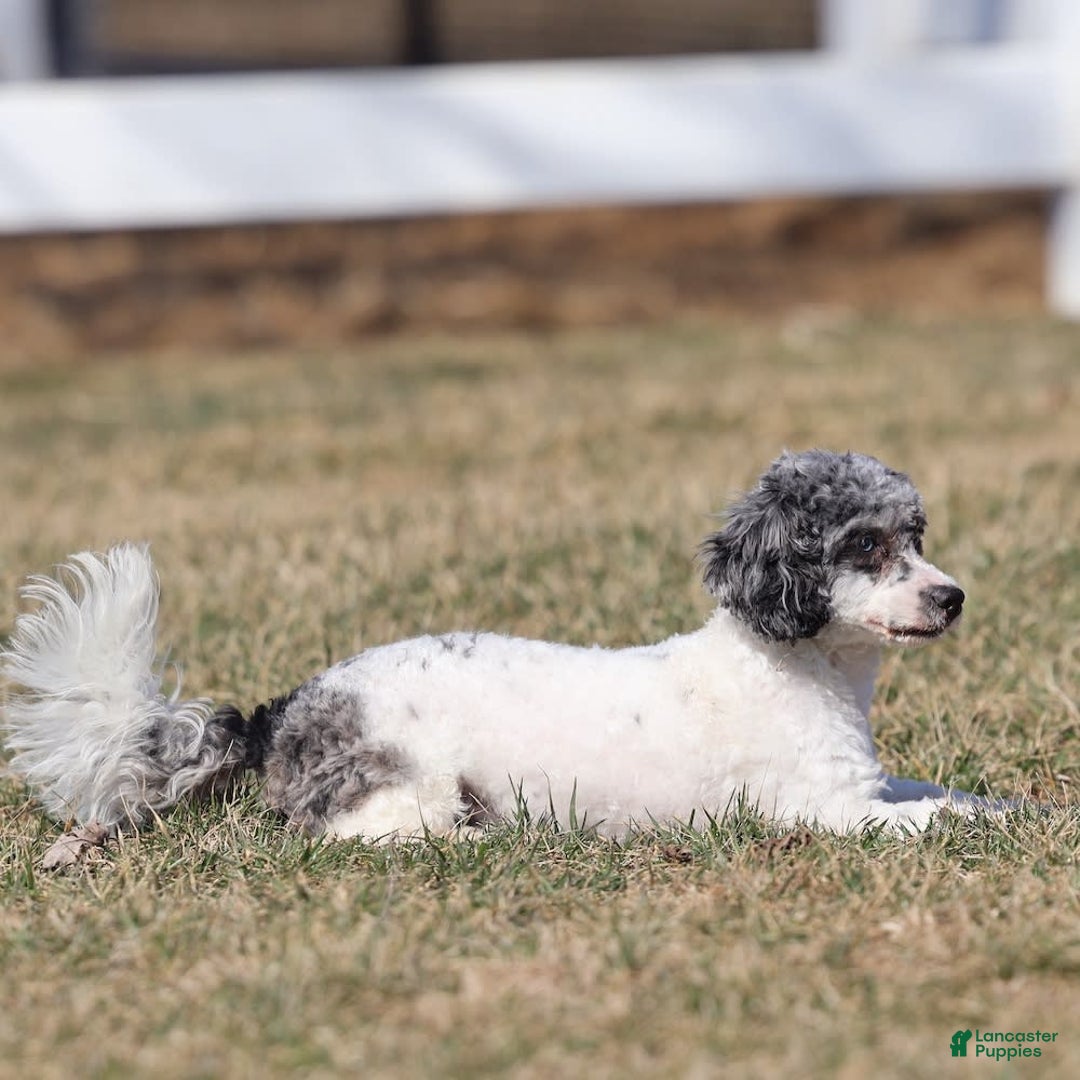 Havapoo dogs for sale: Calvin - Image 12