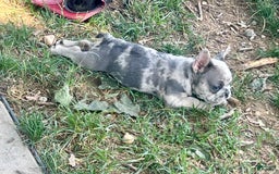 French Bulldog dogs for sale: Tinky - Image 6