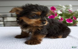 Yorkshire Terrier dogs for sale: Reese - Image 4