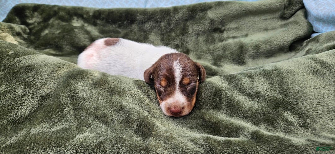 Miniature Dachshund dogs for sale: Ferdinand - Image 1