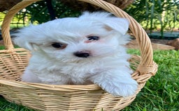Maltese dogs for sale: Lacy - Image 2