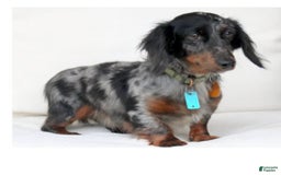 Dachshund dogs for sale: Ajax - Image 7