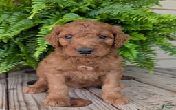 Goldendoodle dogs for sale: Dash - Image 40