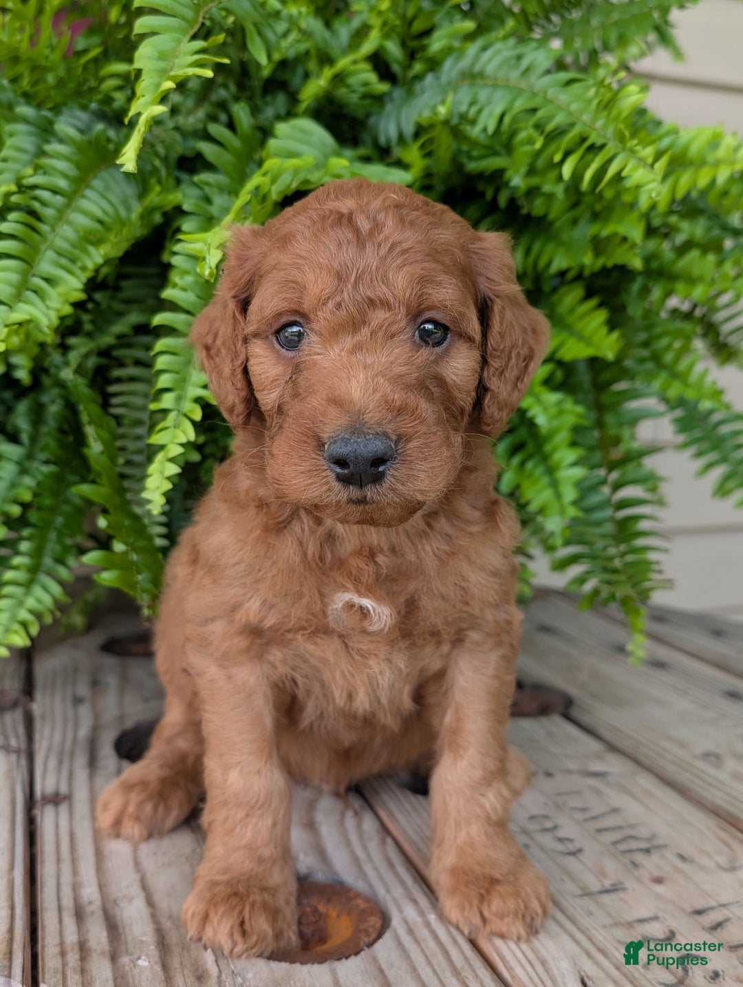 Goldendoodle dogs for sale: Dash - Image 40