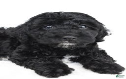 Yorkiepoo dogs for sale: Bingo - Image 7
