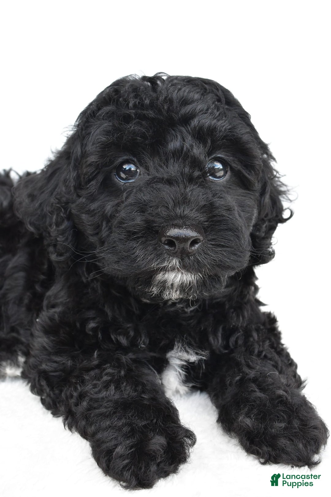 Yorkiepoo dogs for sale: Bingo - Image 7