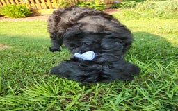 Labradoodle dogs for sale: Pistol - Image 7
