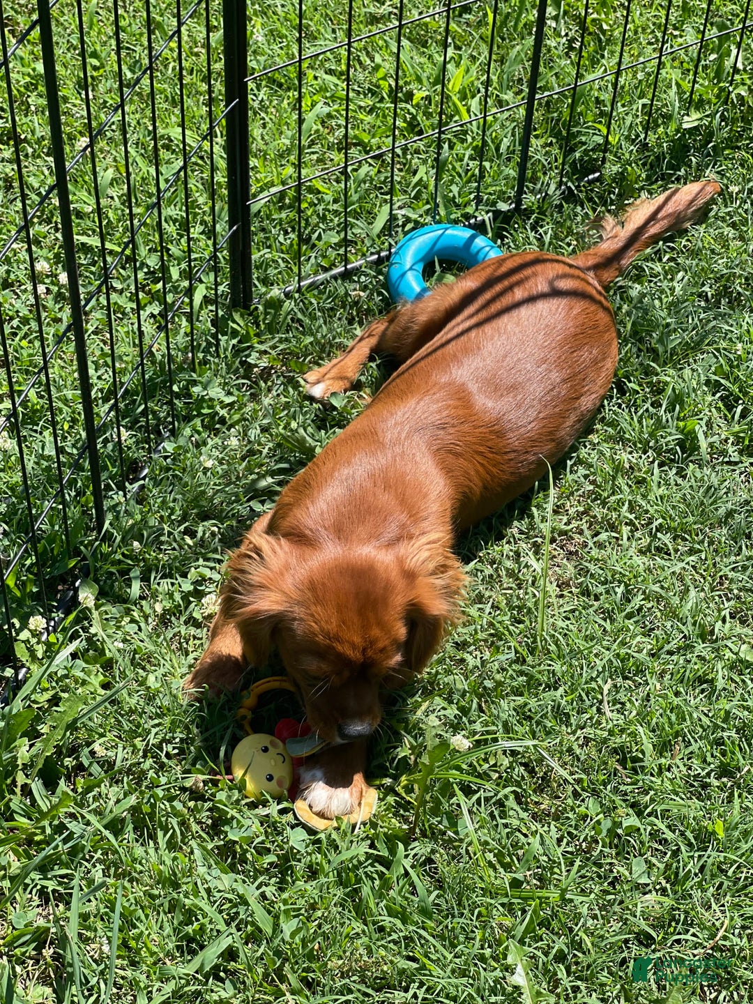 Cavalier King Charles Spaniel dogs for sale: Puppy 75 - Image 4