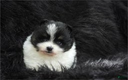 Pomeranian dogs for sale: Paws - Image 3