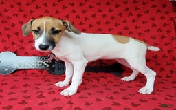 Jack Russell Terrier dogs for sale: Jack Russell Male Puck - Image 15