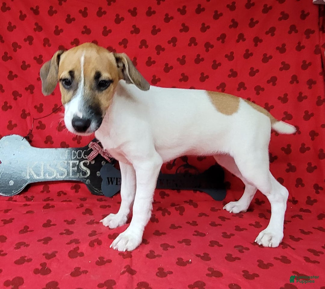Jack Russell Terrier dogs for sale: Jack Russell Male Puck - Image 15