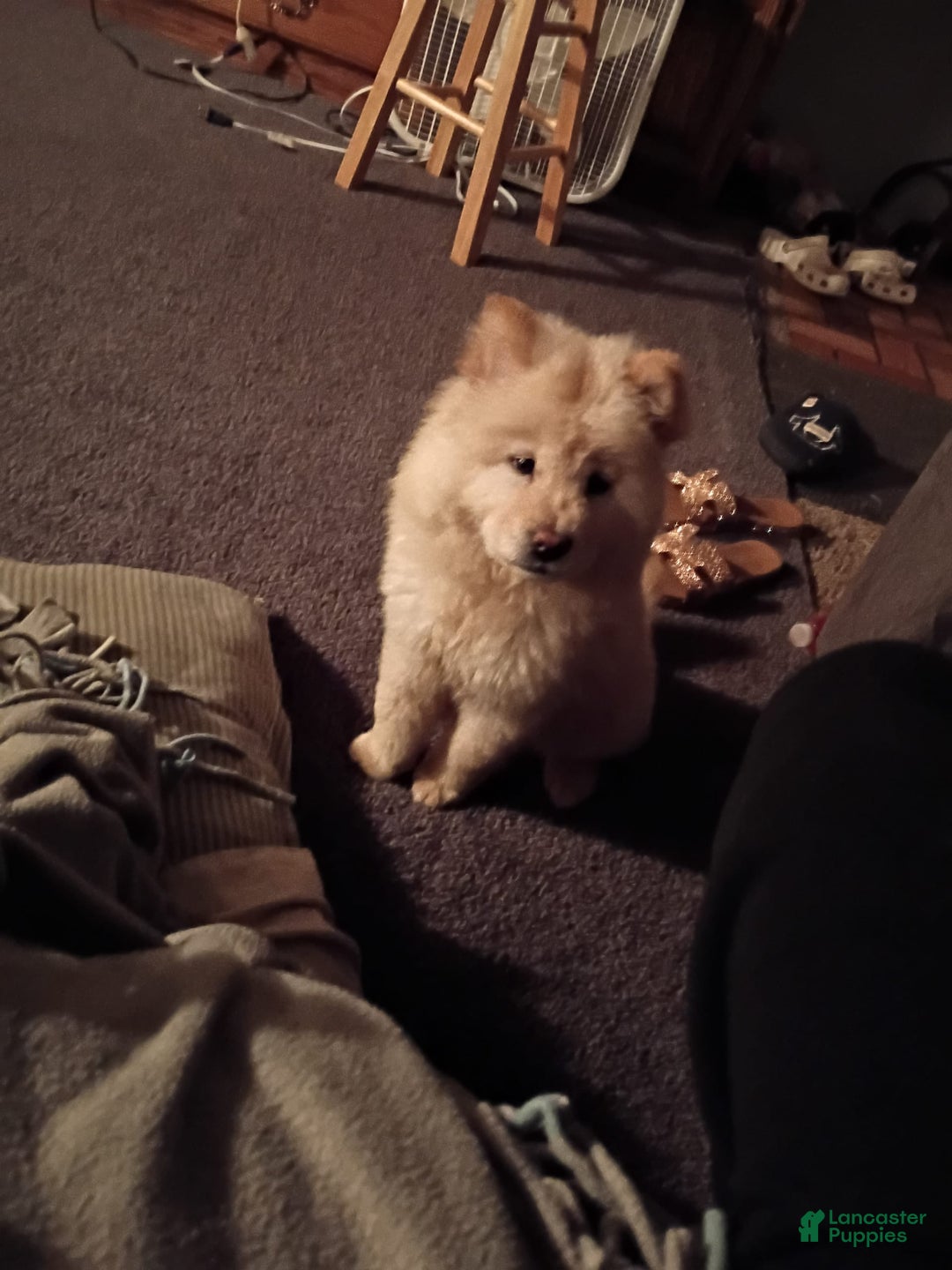 Chow Chow dogs for sale: Zoe - Image 2