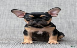 French Bulldog dogs for sale: Gretchen - Image 6