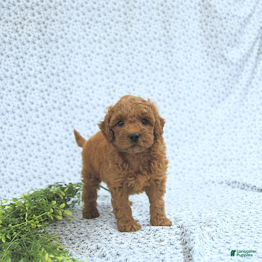 Mini Goldendoodle dogs for sale: Marshall - Image 3