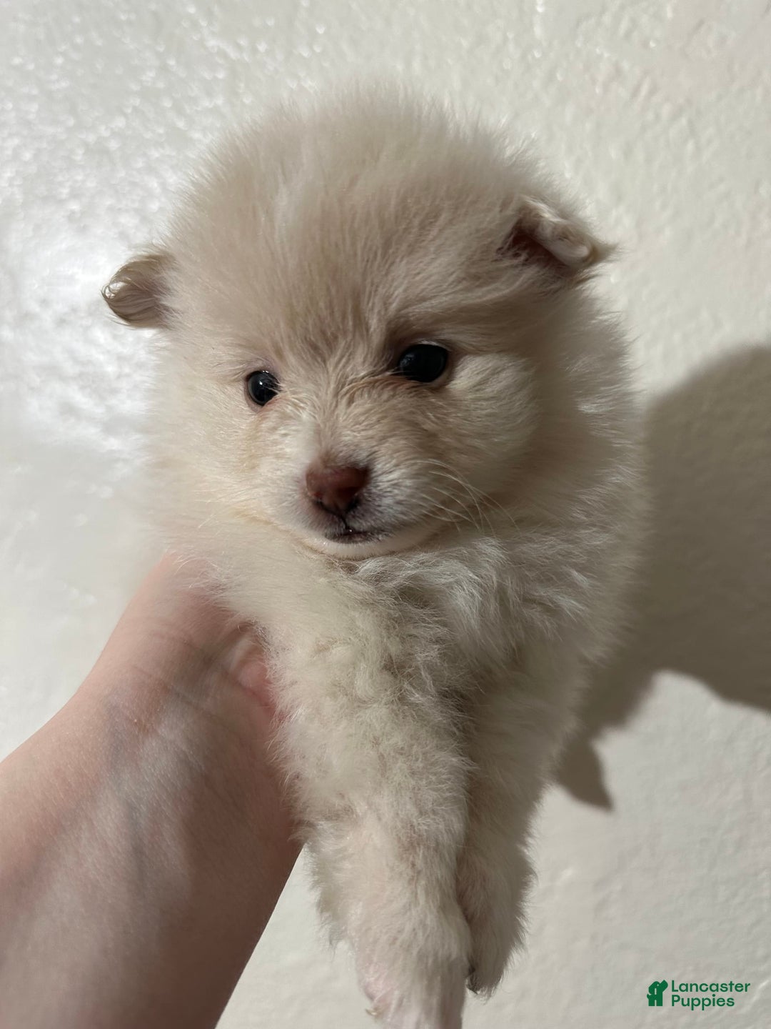 Pomeranian dogs for sale: Coco - Image 5