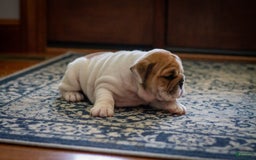 English Bulldog dogs for sale: Stella - Image 6