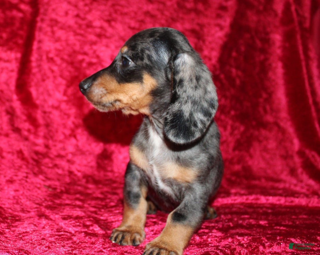 Miniature Dachshund dogs for sale: Teddy Mini - Image 19