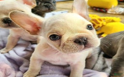 French Bulldog dogs for sale: Robert - Image 3