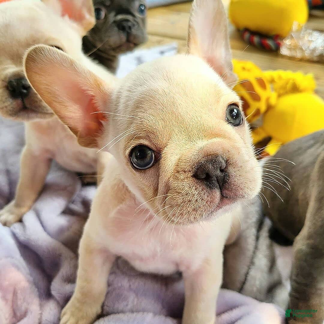 French Bulldog dogs for sale: Robert - Image 3