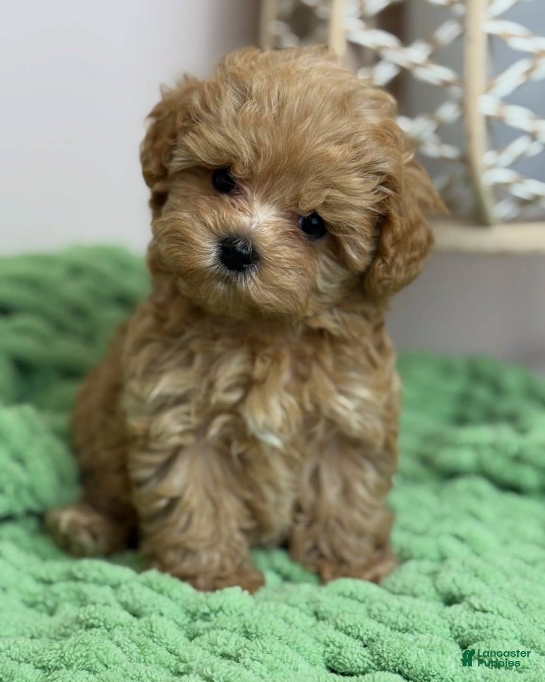 Maltipoo dogs for sale: Zani - Image 4